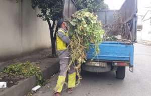 جمع آوری سرشاخه در سطح شهر آمل