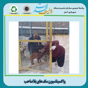 تداوم واکسیناسیون سگ‌های بلاصاحب توسط مرکز ساماندهی و نگه‌داری سگ‌های بلاصاحب شهرداری آمل